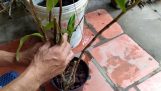 Cách trồng lan hoàng thảo thái bình | Orchivi.com