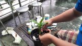 Hướng dẫn cách trồng hoa lan tách chiếc .nhân giống hoa lan. Và cách chăm sóc | Orchivi.com