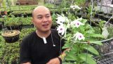 chia sẽ cách trồng hoa lan phát triển cực nhanh .cực khoẻ | Orchivi.com