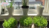 Cách trồng rau mầm đậu Hà Lan tại nhà | Bếp Hien Dang Na-Uy | Orchivi.com