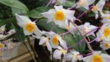 cách trồng và chăm sóc cây hoa lan Kiều Vàng   P14 | Orchivi.com