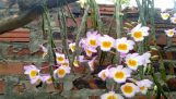 Cách trồng và chăm sóc lan Long tu đá hoa tím | Orchivi.com