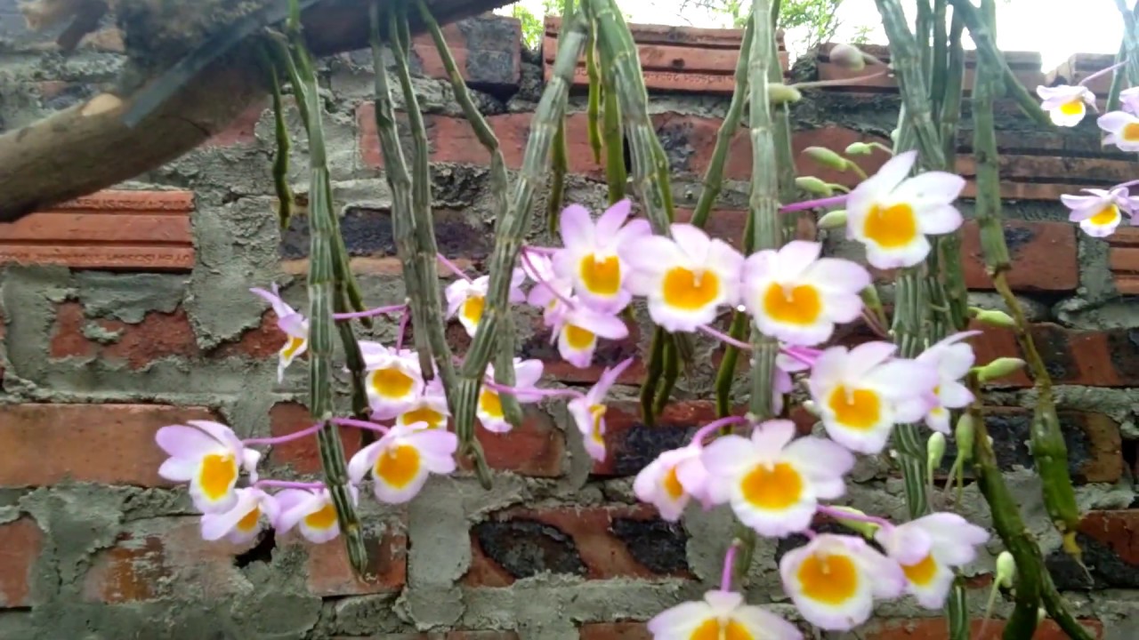 cách trồng hoa lan - https://www.youtube.com/watch?v=M7gKYTG7yEU