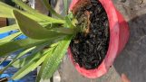 Hướng dẫn cách trồng lan Kiếm tốt bảng lá to đẹp | Orchivi.com
