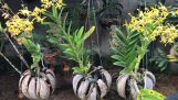 Planting orchids in a coconut (Orchid pots made from coconut) | Orchivi.com