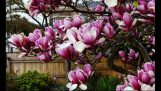 Kỹ thuật trồng và chăm sóc cây hoa mộc lan cho vườn nhà thêm rực rỡ | Orchivi.com