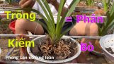 CÁCH TRỒNG LAN. Hiệu quả việc trồng Kiếm bằng phân BÒ cây phát triển tốt,lá to_CƯỜNG LOAN | Orchivi.com