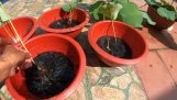 Hướng dẫn cách trồng sen trong chậu nhanh ra hoa | Orchivi.com