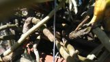 Bí quyết trồng phong lan rễ gió | Orchivi.com