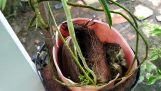 Cách trồng lan mokara phát triển tốt | Orchivi.com