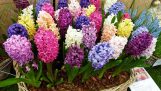 Cách trồng và chăm sóc hoa tiên ông đẹp lung linh | Orchivi.com