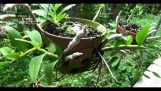 Dendrobium parishii | cách trồng phong lan trầm | lan trầm tím | Dendrobium Nestor | Orchivi.com