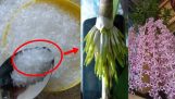 LẠ mà HAY: Dùng MÌ CHÍNH tưới cho lan, cây bỗng ra rễ chi chít, hoa nở bung tuôn dài như suối | Orchivi.com