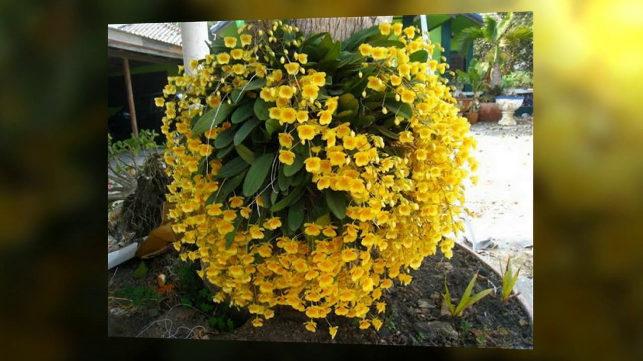 cách trồng hoa lan - https://www.youtube.com/watch?v=9dGFpD6ShQ4