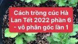 Cách trồng cúc Hà Lan Tết 2023 phần 6 – vô phân gốc lần 1 cho cây | Orchivi.com