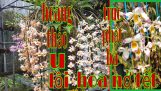 những loại lan nở hoa vào dịp Tết , tốp 1 lan khó thuần – phong lan rừng pv | Orchivi.com