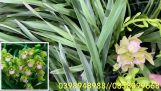 Địa lan quốc sắc thiên hương và nhiều dòng hoa lan khác | Orchivi.com