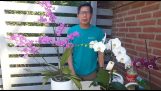 Cách Chăm Sóc và Bón Phân Cho Lan Có Nhiều Hoa | Lan Hồ Điệp  – Vlog 112 | Orchivi.com