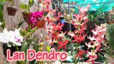 Hướng dẫn chăm sóc lan Dendro | Orchivi.com