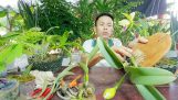 Cách Chăm Sóc Hoa Lan Catleya – ra hoa quanh năm | Orchivi.com