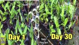 30 ngày chăm sóc hoa lan phần 1 | 30 days of orchid care | Orchivi.com
