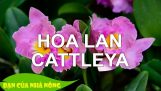 Bí quyết hay giúp Chăm Sóc Để Lan Cattleya Ra Hoa | Orchivi.com