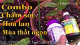 Combo phân thuốc chăm sóc hoa lan mùa thắt ngọn và mùa lạnh hanh khô | Orchivi.com