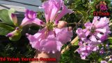 Cách Chăm Sóc Cây Hoa Lan Tỏi Tím Cho Ra Hoa nhiều / Bignonia floribunda Hort | Orchivi.com