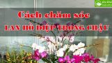 Cách chăm sóc hoa Lan Hồ Điệp trong chậu | Orchivi.com