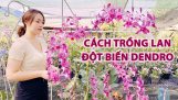 Cô chủ xinh đẹp đội nắng trồng chăm sóc Hoa Lan Đột Biến Dendro Vườn Lan Nghinh Phong orchids garden | Orchivi.com