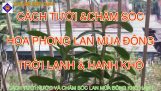 CÁCH TƯỚI NƯỚC VÀ CHĂM SÓC HOA PHONG LAN MÙA ĐÔNG LẠNH HANH KHÔ | Orchivi.com