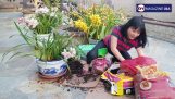 Phượng tím hướng dẫn cách trồng hoa phong lan đất   phần 2 | Orchivi.com