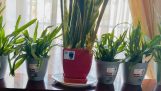 Cuộc Sống Ở Úc | 660 | Cách Chăm Sóc Hoa Lan Ở Trong Nhà | How To Take Care Of Orchids In The House | Orchivi.com