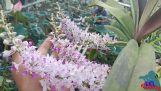 Phong Lan đơn thân nở hoa. Kinh nghiệm chăm sóc cơ bản | Orchivi.com