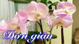 Nhân giống cây lan Hồ Điệp và cách chăm sóc hoa lan đơn giản | NT#142 | Orchivi.com