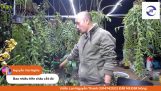 Chia sẽ trồng và chăm sóc hoa lan | Orchivi.com
