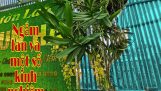 vườn Lan Ayun Hạ chia sẻ cách chăm sóc hoa lan | Orchivi.com